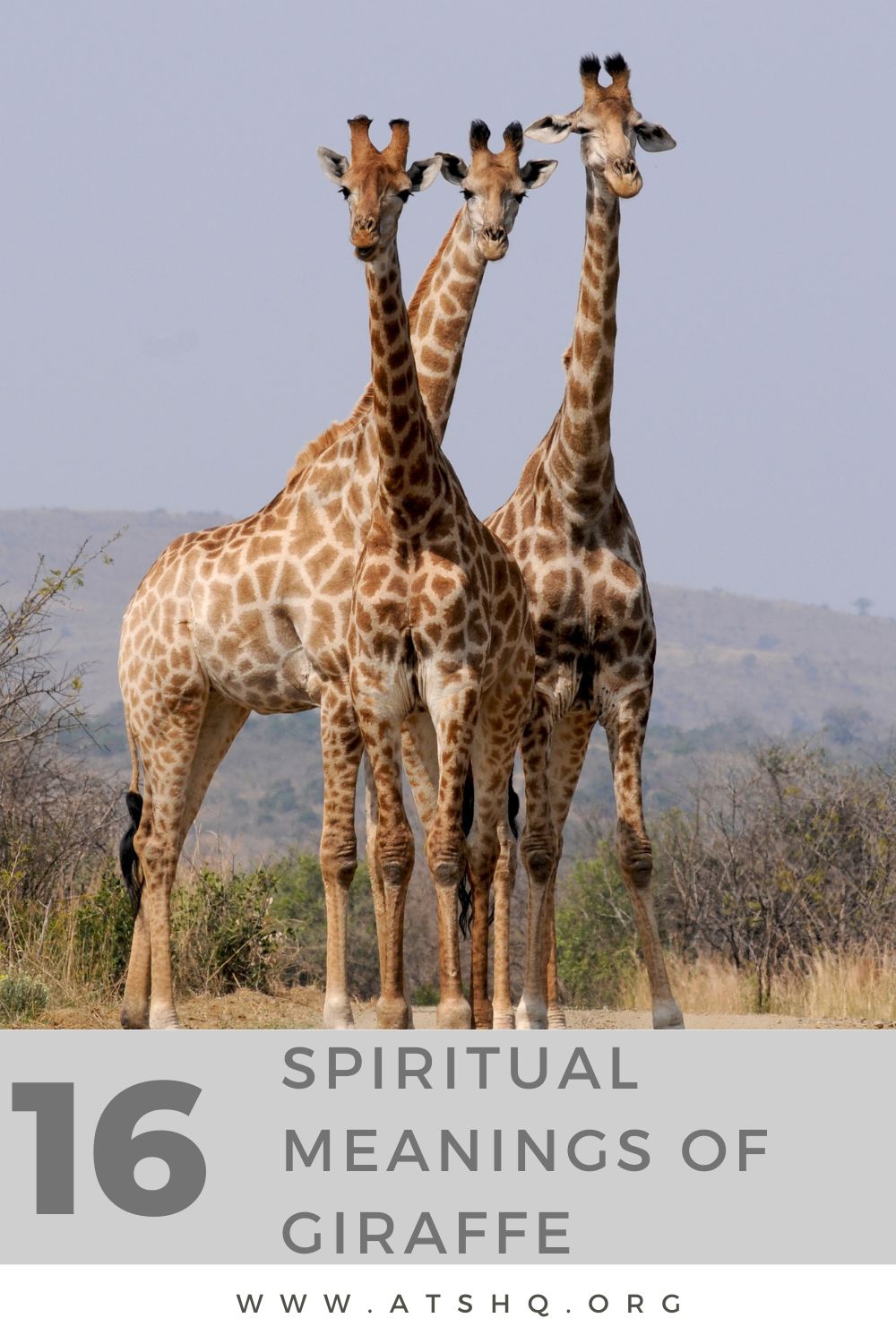 Giraffe In Different Religions