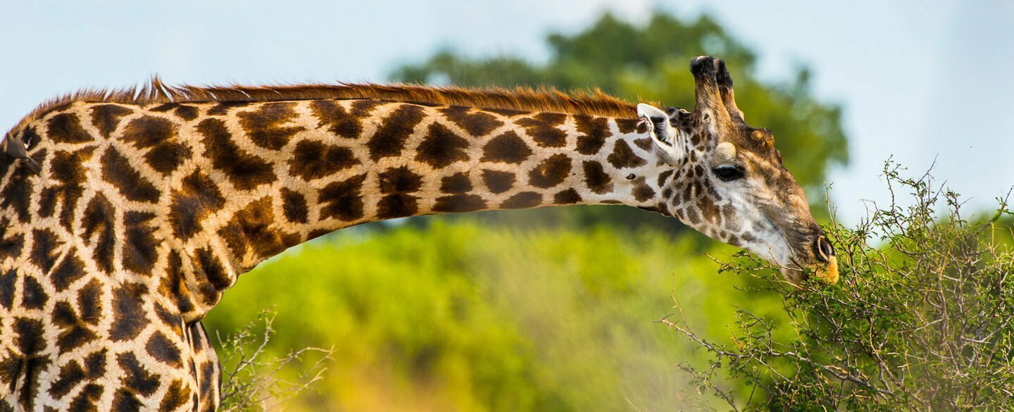What Does The Color Of A Giraffe Symbolize In Dreams?